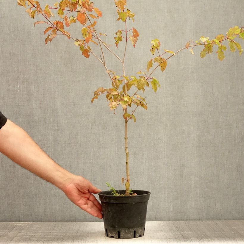 Amostra de Bordo de Amur - Acer ginnala Vaso de 2 L/3 L tal como entregue no verão