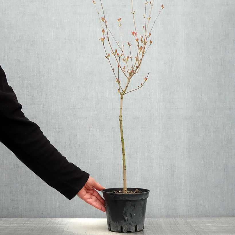 Amostra de Bordo de Amur - Acer ginnala Vaso de 2 L/3 L tal como entregue na primavera