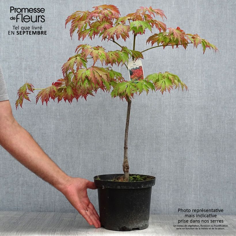 Amostra de Bordo do Japão Aconitifolium - Acer japonicum Vaso de 4 L/5 L tal como entregue no outono