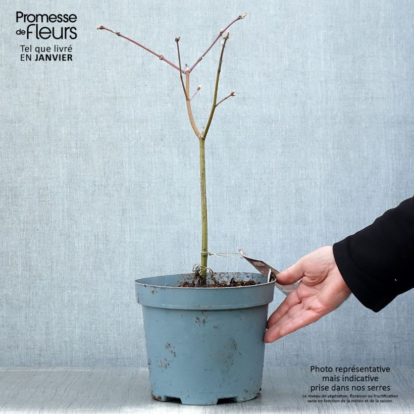 Amostra de Érable du Japon - Acer japonicum Aconitifolium Vaso de 4 L/5 L tal como entregue no inverno