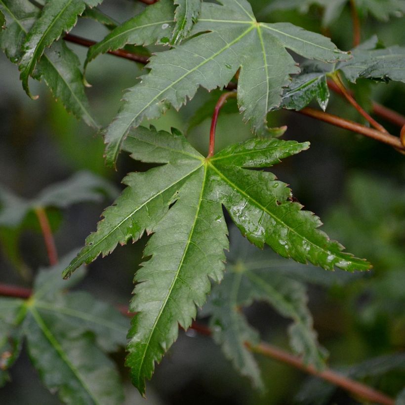 Ácer-do-japão - Acer palmatum (Folhagem)