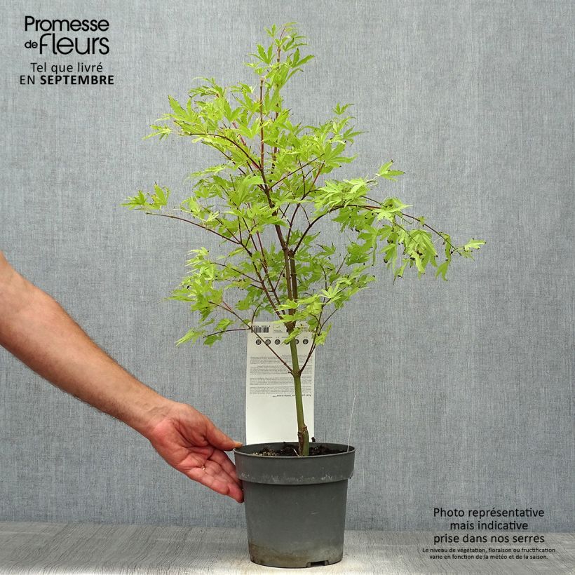 Amostra de Ácer-do-japão Anne Irene - Acer palmatum Vaso de 2 L/3 L tal como entregue no outono
