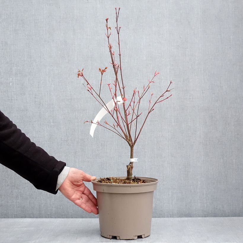 Amostra de Ácer-do-japão Asahi Zuru - Acer palmatum Vaso de 4 L/5 L tal como entregue na primavera