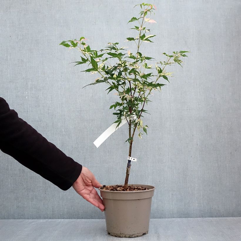 Amostra de Ácer-do-japão Asahi Zuru - Acer palmatum Vaso de 4 L/5 L tal como entregue no outono