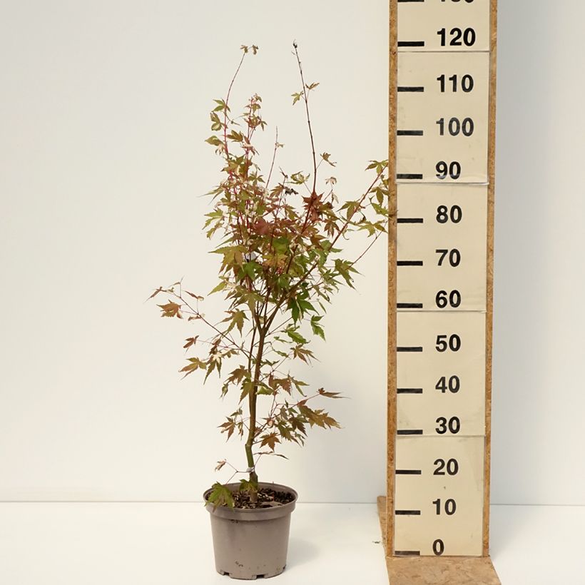 Amostra de Ácer-do-japão Asahi Zuru - Acer palmatum Vaso de 4 L/5 L tal como entregue no verão