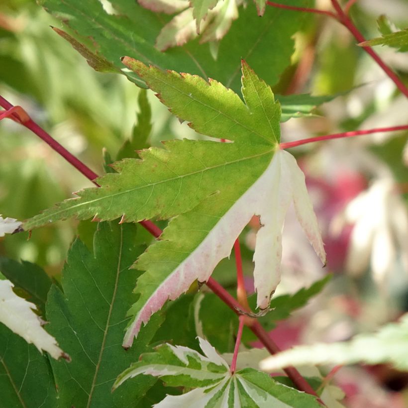 Ácer-do-japão Asahi Zuru - Acer palmatum (Folhagem)