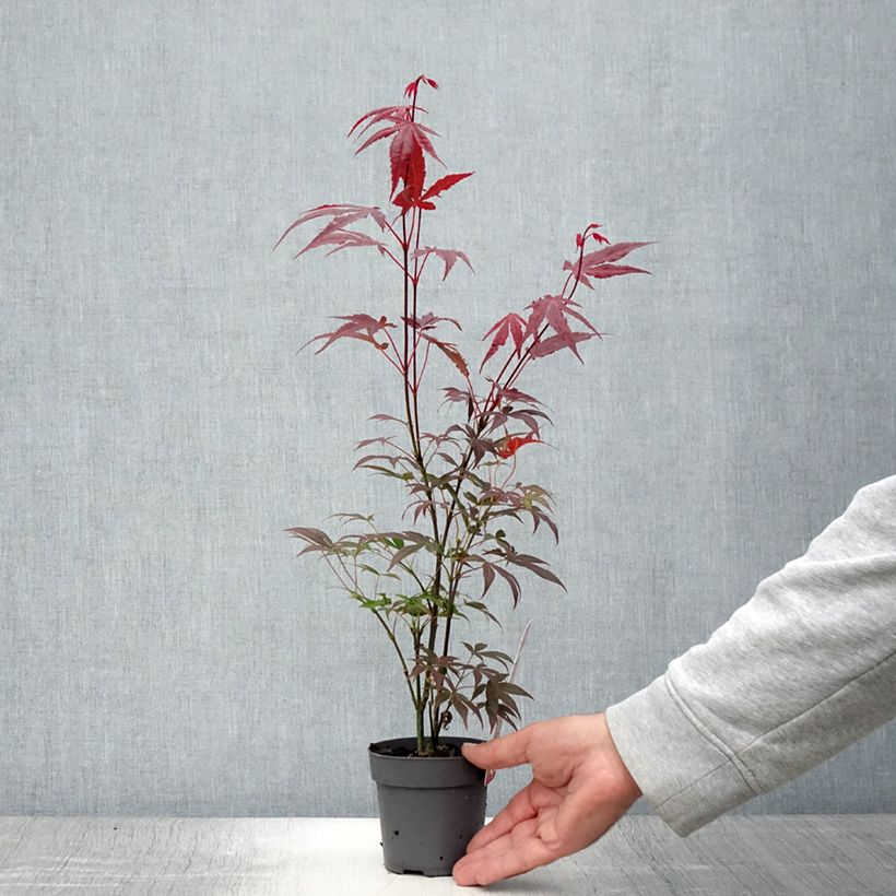 Amostra de Ácer-do-japão Atropurpureum - Acer palmatum Vaso de 10 cm/11 cm tal como entregue no verão