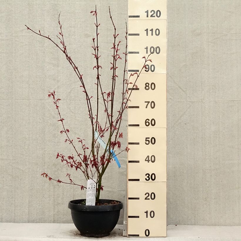 Amostra de Ácer-do-japão Atropurpureum - Acer palmatum Vaso de 4 L/5 L tal como entregue na primavera