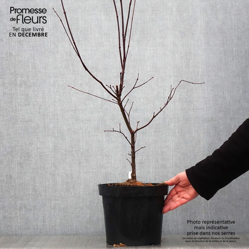 Amostra de Ácer-do-japão Atropurpureum - Acer palmatum Vaso de 4 L/5 L tal como entregue no outono