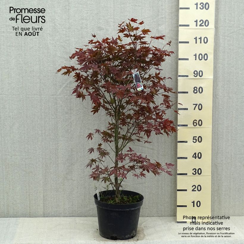 Amostra de Ácer-do-japão Atropurpureum - Acer palmatum Vaso de 4 L/5 L tal como entregue no verão
