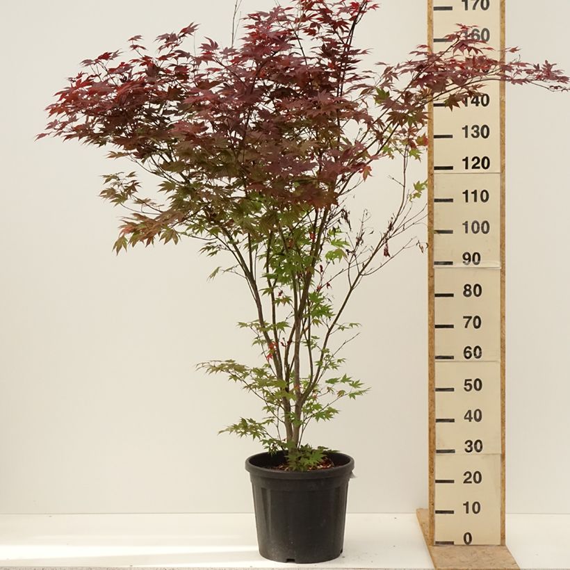 Amostra de Ácer-do-japão Atropurpureum - Acer palmatum Vaso de 20 L/25 L tal como entregue na primavera
