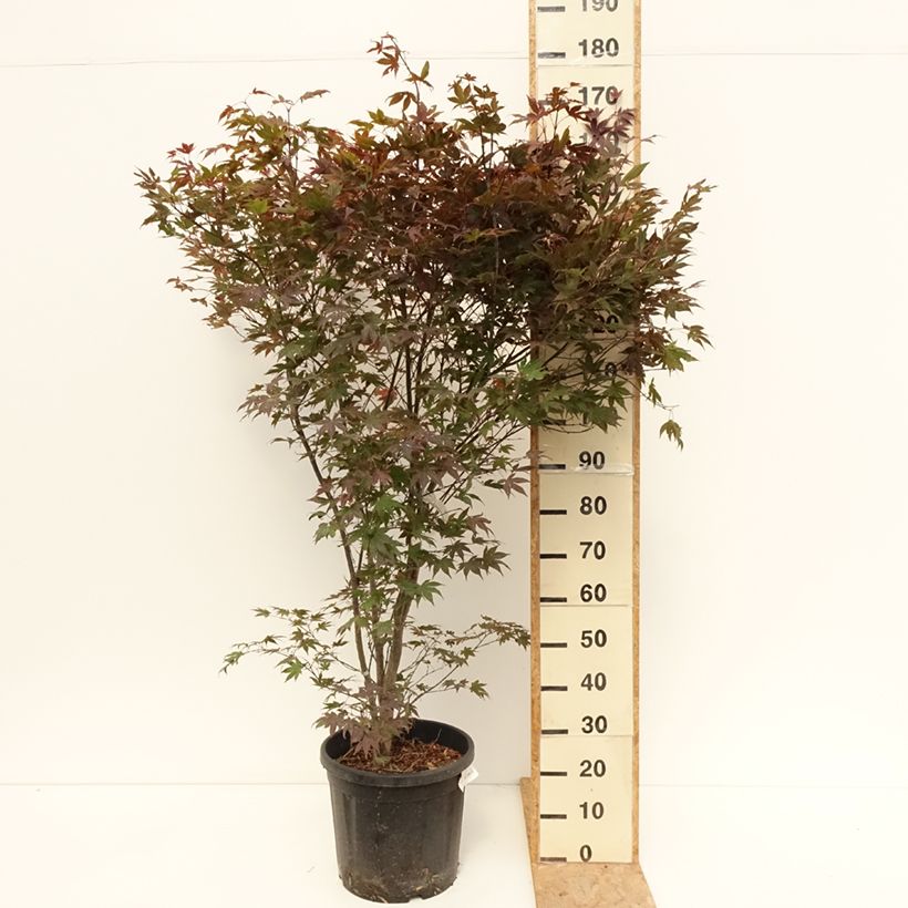 Amostra de Ácer-do-japão Atropurpureum - Acer palmatum Vaso de 20 L/25 L tal como entregue no verão