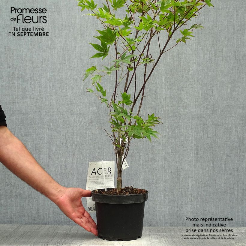 Amostra de Ácer-do-japão Atropurpureum - Acer palmatum Vaso de 2 L/3 L tal como entregue no outono