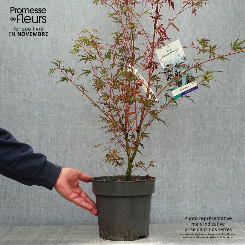 Amostra de Ácer-do-japão Beni Shichihenge - Acer palmatum Vaso de 3 L/4 L tal como entregue no outono