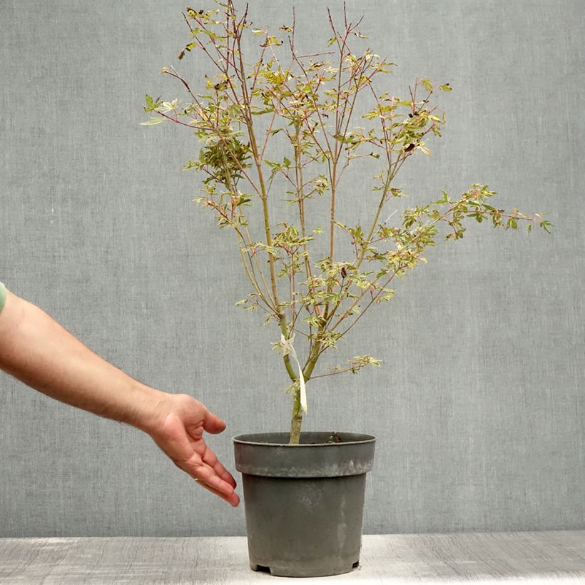 Amostra de Ácer-do-japão Beni Shichihenge - Acer palmatum Vaso de 3 L/4 L tal como entregue no verão