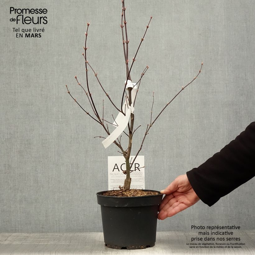 Amostra de Ácer-do-japão Bloodgood - Acer palmatum Vaso de 3 L/4 L tal como entregue na primavera