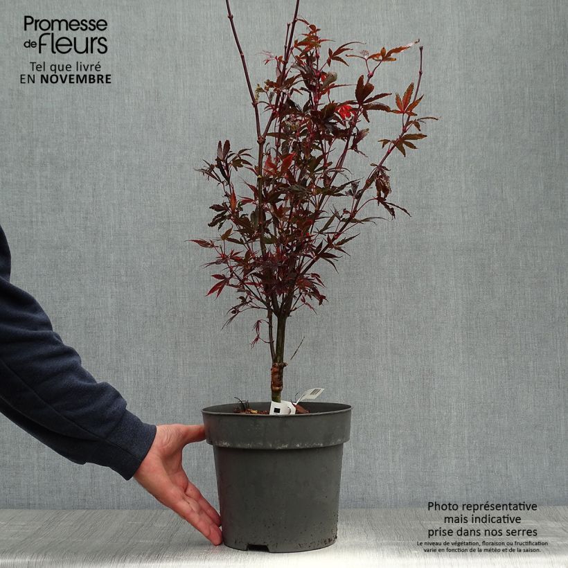 Amostra de Ácer-do-japão Brandts Dwarf - Acer palmatum Vaso de 4 L/5 L tal como entregue no outono