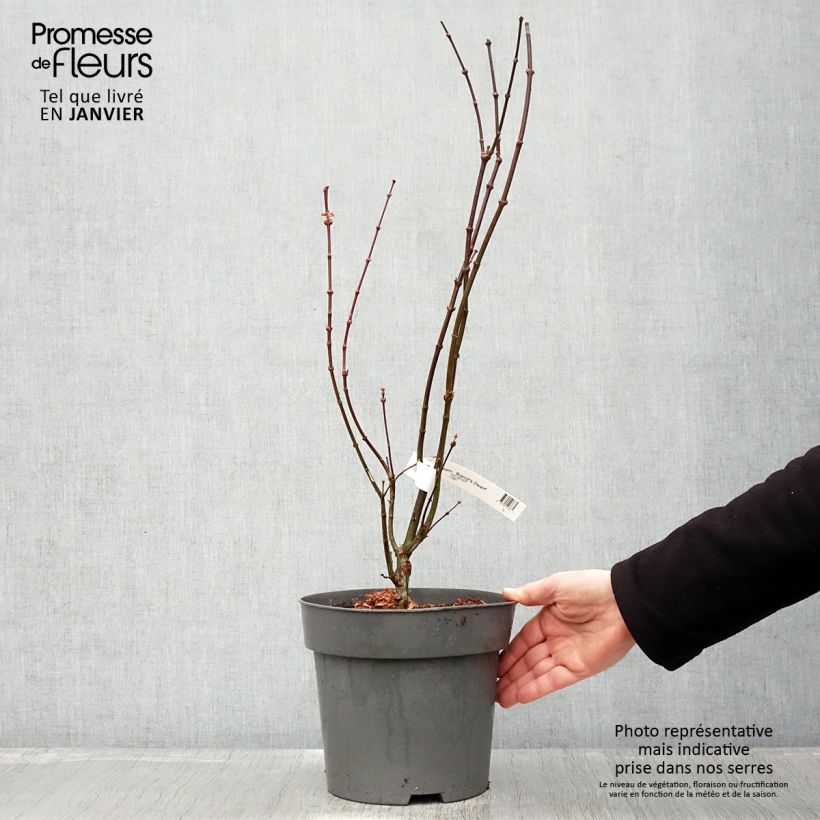 Amostra de Erable du Japon - Acer palmatum Brandt’s Dwarf Vaso de 4 L/5 L tal como entregue no inverno