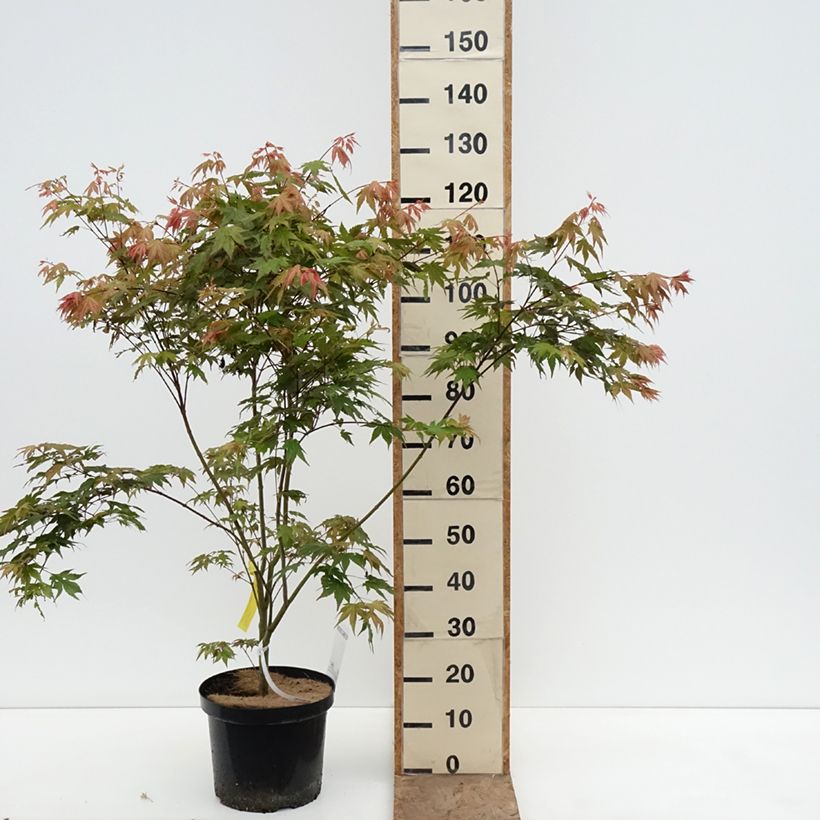Amostra de Ácer-do-japão Brown Sugar - Acer palmatum Vaso de 7,5 L/10 L tal como entregue na primavera