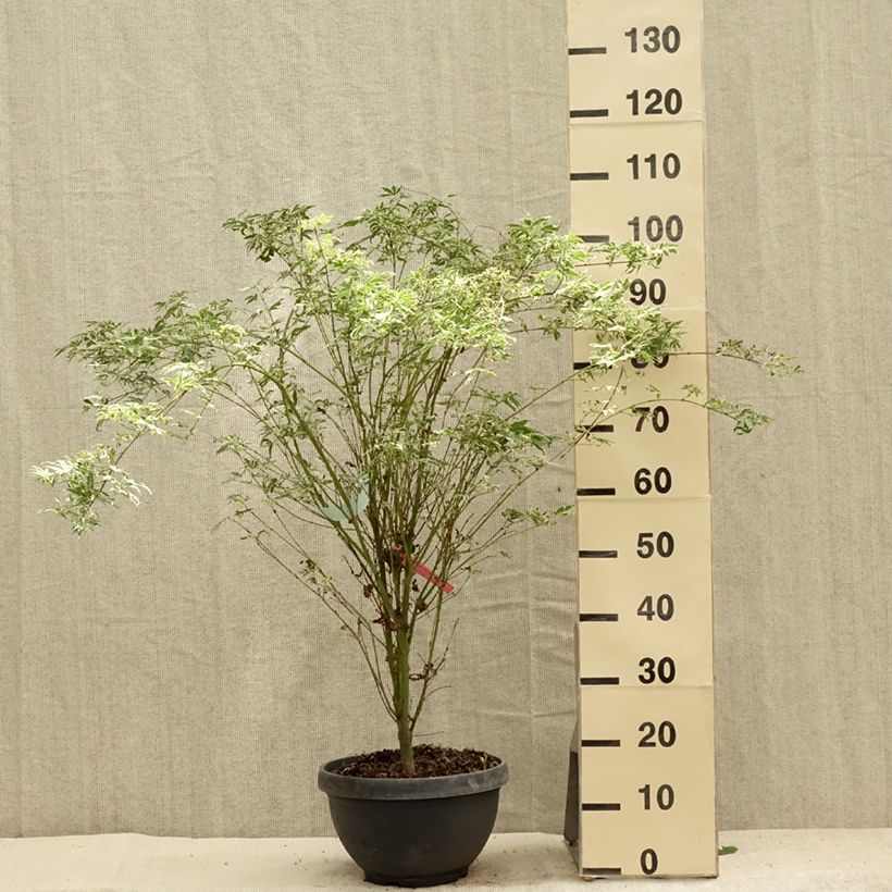 Amostra de Ácer-do-japão Butterfly - Acer palmatum Vaso de 7,5 L/10 L tal como entregue no verão
