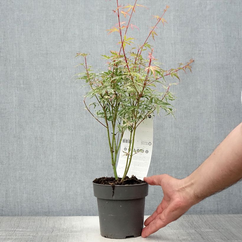 Amostra de Ácer-do-japão Butterfly - Acer palmatum Vaso de 10 cm/11 cm tal como entregue no verão