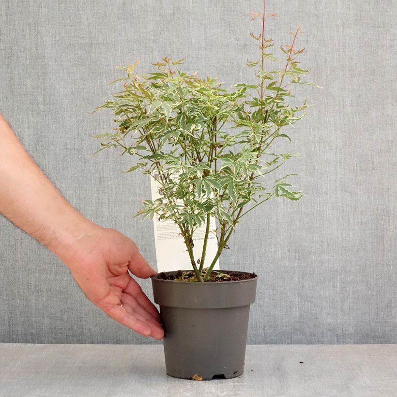 Amostra de Ácer-do-japão Butterfly - Acer palmatum Vaso de 1 L/1,5 L tal como entregue na primavera