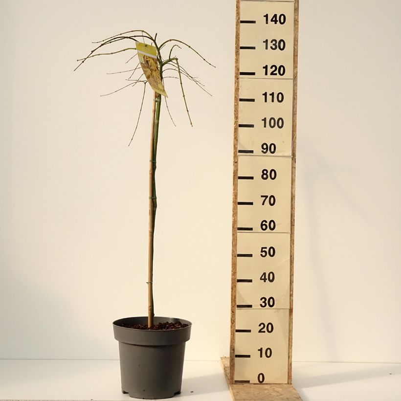 Amostra de Ácer-do-japão Cascade Citrine - Acer palmatum Vaso de 12 L/15 L tal como entregue no inverno