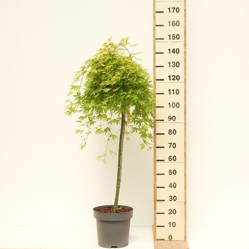 Amostra de Ácer-do-japão Cascade Citrine - Acer palmatum Vaso de 12 L/15 L, Meia haste tal como entregue na primavera