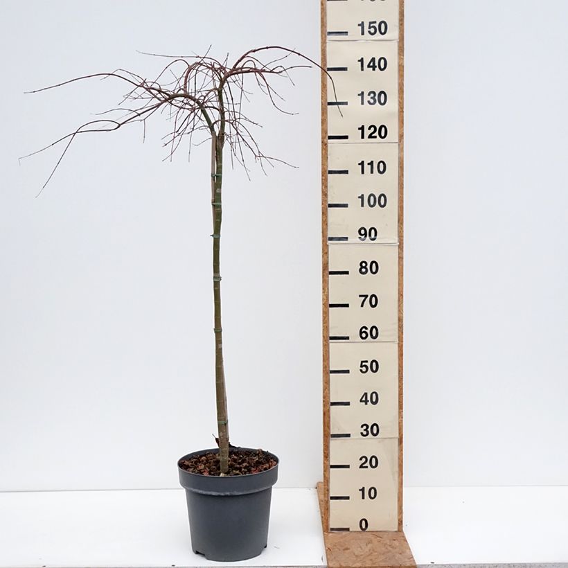 Amostra de Ácer-do-japão Cascade Citrine - Acer palmatum Vaso de 12 L/15 L, Meia haste tal como entregue no outono