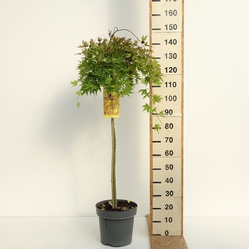 Amostra de Ácer-do-japão Cascade Citrine - Acer palmatum Vaso de 12 L/15 L, Meia haste tal como entregue no verão