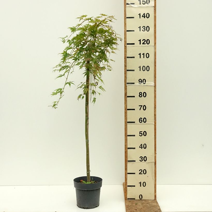 Amostra de Ácer-do-japão Cascade Emerald - Acer palmatum Vaso de 6 L/7 L, Meia haste tal como entregue no verão