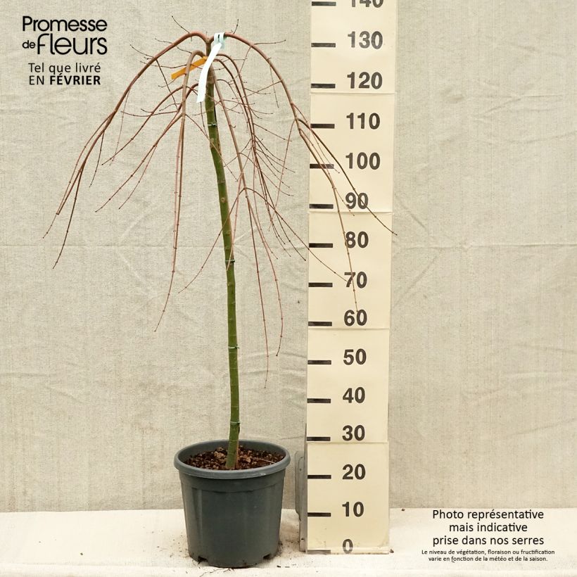 Amostra de Érable du Japon - Acer palmatum Cascade Gold Vaso de 12 L/15 L tal como entregue no inverno