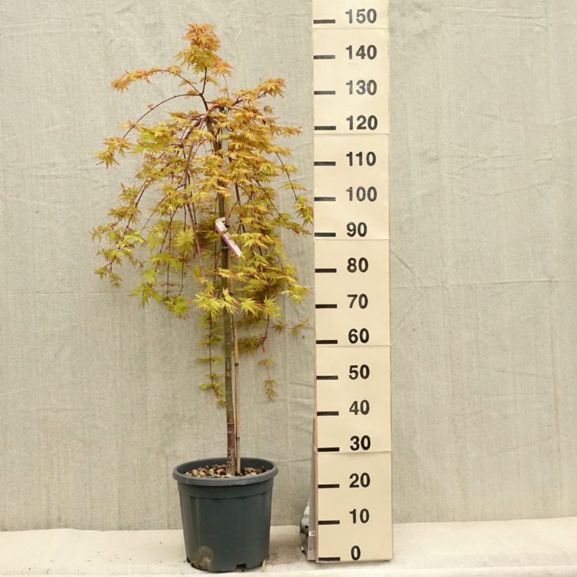 Amostra de Ácer-do-japão Cascade Gold - Acer palmatum Vaso de 12 L/15 L tal como entregue na primavera