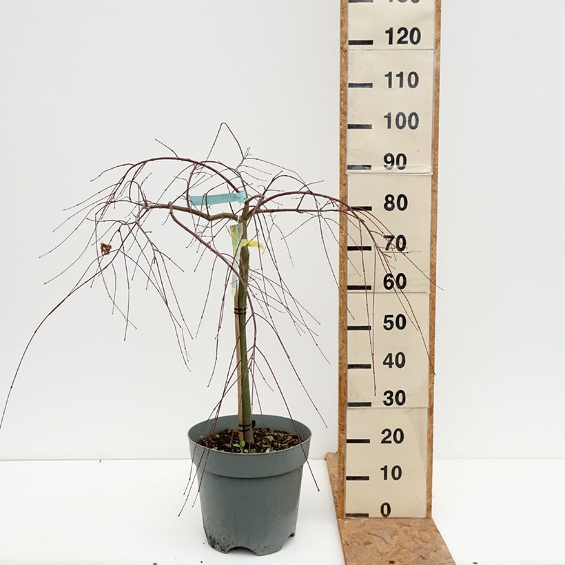 Amostra de Ácer-do-japão Cascade Gold - Acer palmatum Vaso de 12 L/15 L tal como entregue no outono