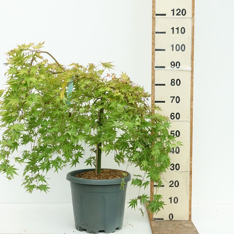 Amostra de Ácer-do-japão Cascade Gold - Acer palmatum Vaso de 12 L/15 L tal como entregue no verão