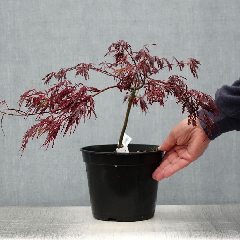 Amostra de Ácer-do-japão Crimson Queen - Acer palmatum var. dissectum Vaso de 2 L/3 L tal como entregue no verão