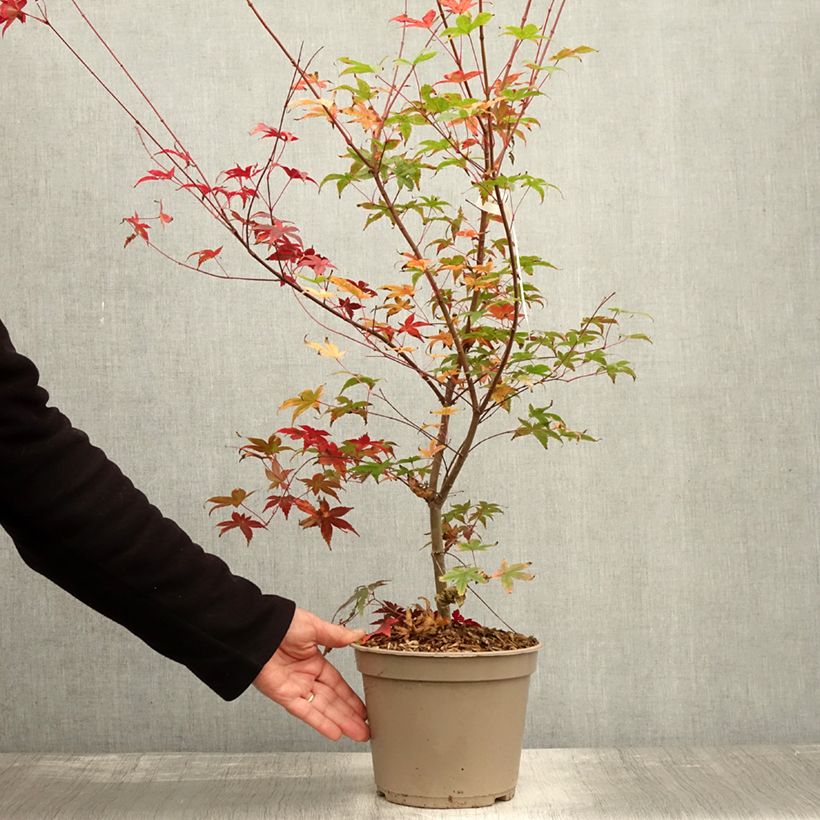 Amostra de Ácer-do-japão Deshojo - Acer palmatum Vaso de 4 L/5 L tal como entregue no outono