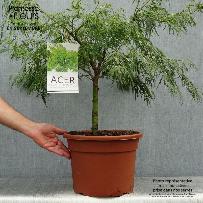 Amostra de Bordo japonês Dissectum - Acer palmatum Vaso de 7,5 L/10 L tal como entregue no outono