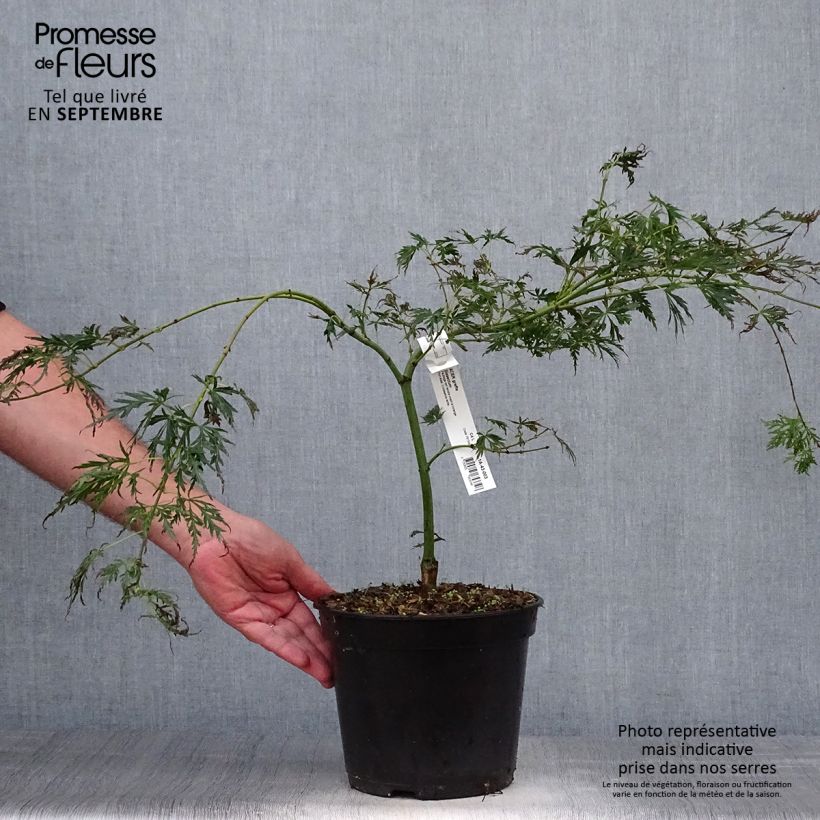 Amostra de Bordo japonês Dissectum - Acer palmatum Vaso de 3 L/4 L tal como entregue no outono