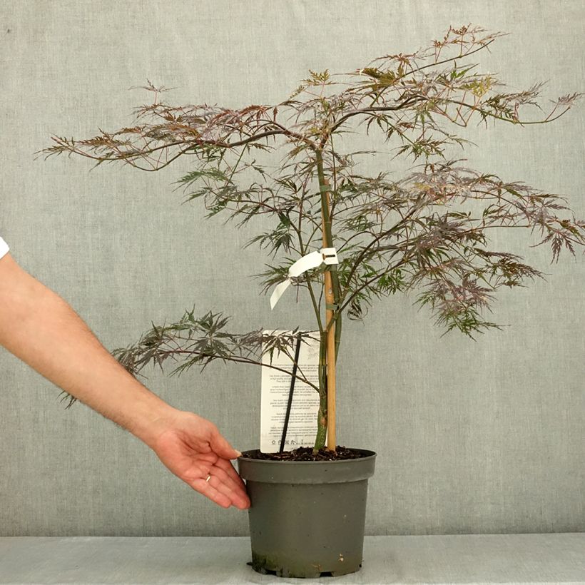 Amostra de Ácer-do-japão Firecracker - Acer palmatum var. dissectum Vaso de 4 L/5 L tal como entregue no verão
