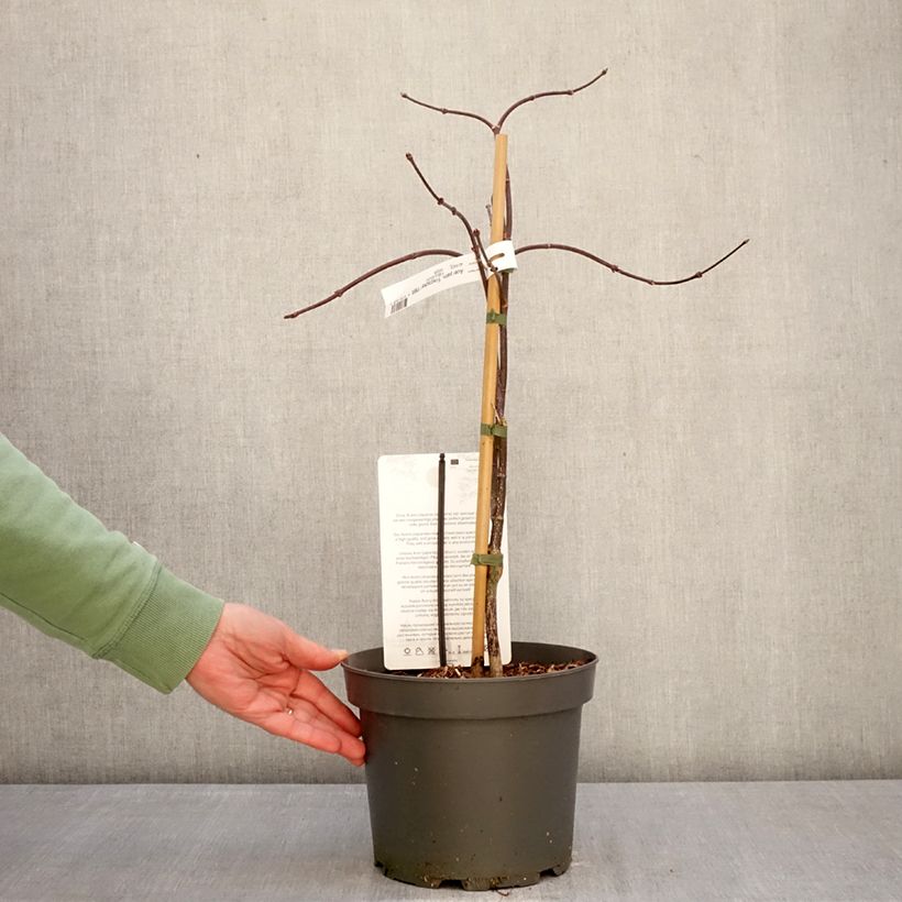 Amostra de Ácer-do-japão Firecracker - Acer palmatum var. dissectum Vaso de 4 L/5 L tal como entregue no inverno