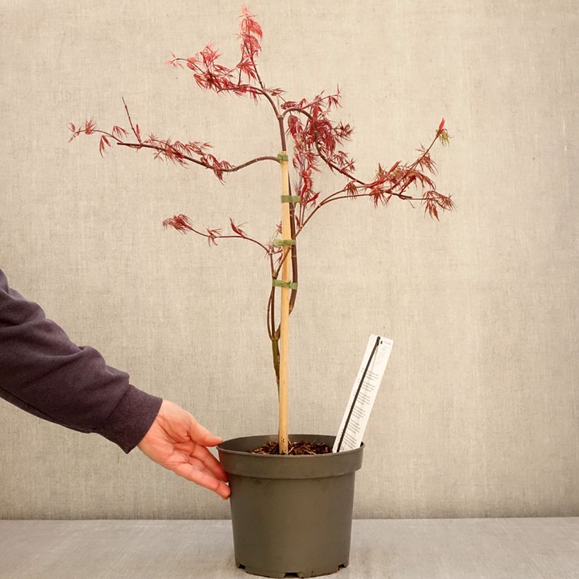 Amostra de Ácer-do-japão Firecracker - Acer palmatum var. dissectum Vaso de 4 L/5 L tal como entregue na primavera