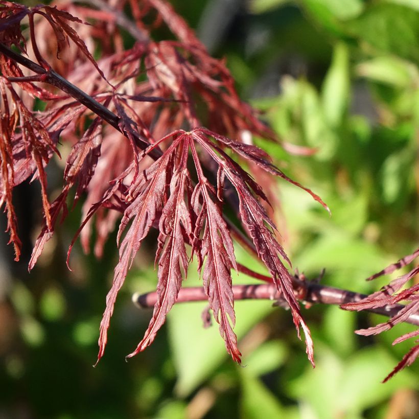 Ácer-do-japão Firecracker - Acer palmatum var. dissectum (Folhagem)
