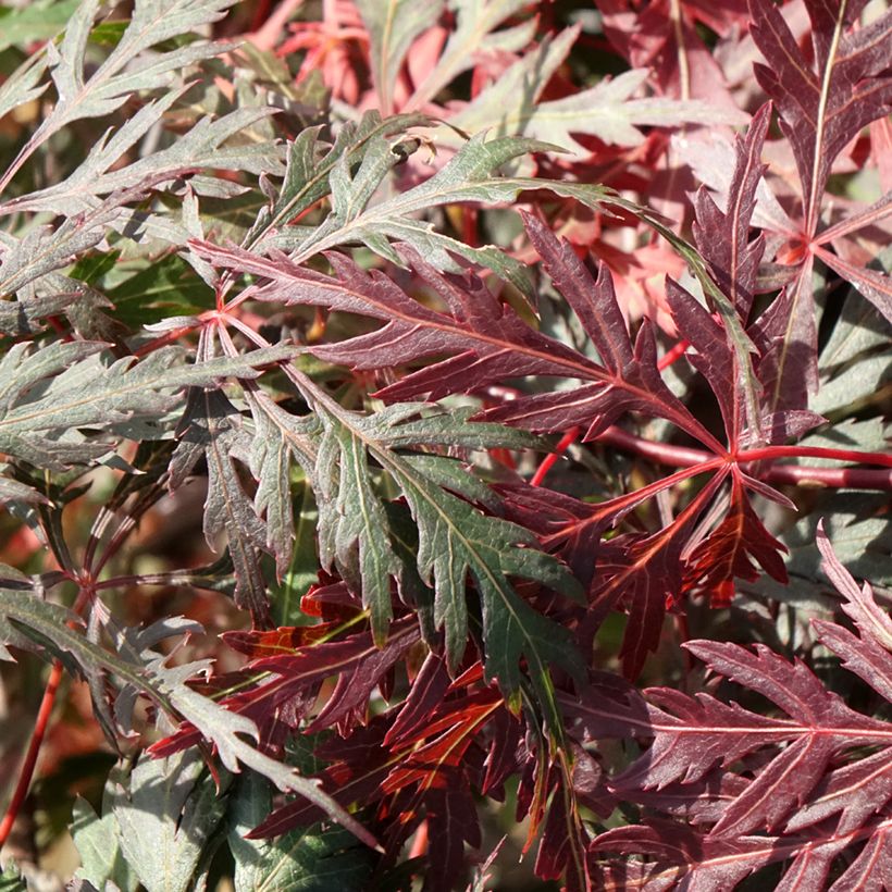 Ácer-do-japão Dissectum Orangeola - Acer palmatum (Folhagem)