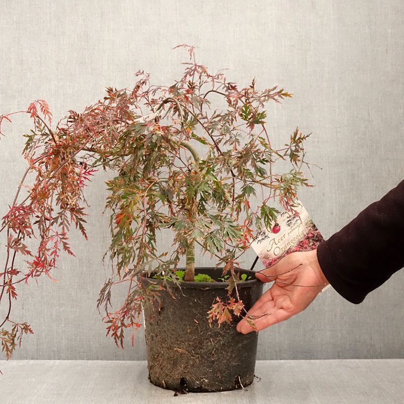 Amostra de Ácer-do-japão Dissectum Orangeola - Acer palmatum Vaso de 7,5 L/10 L tal como entregue no outono