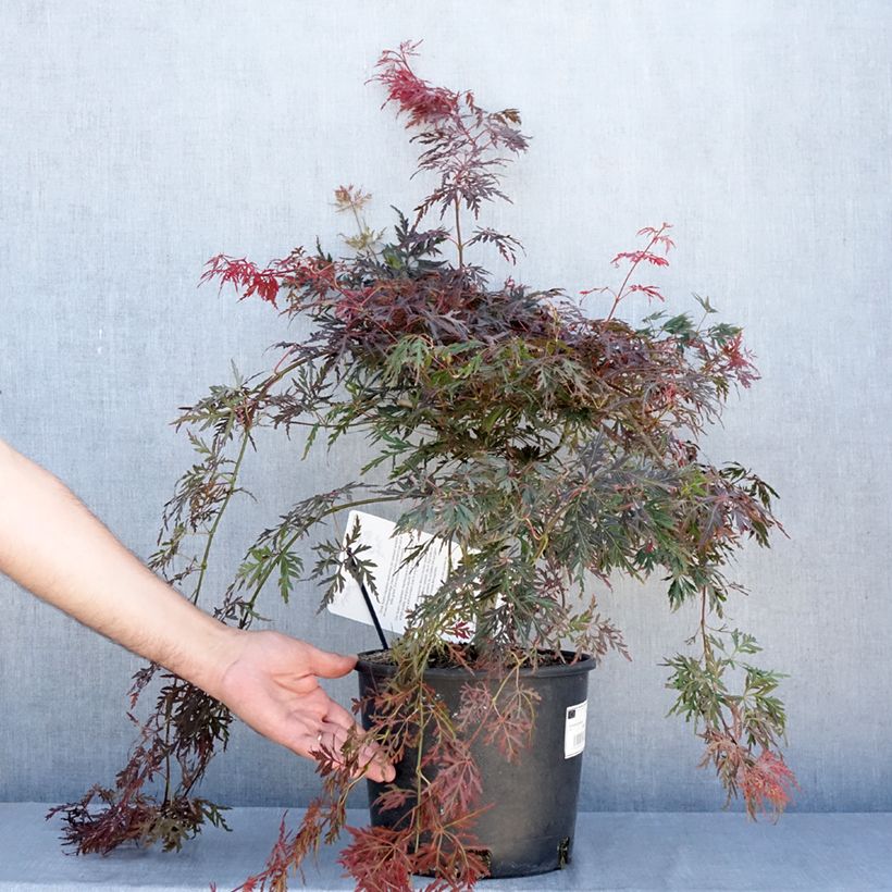 Amostra de Ácer-do-japão Dissectum Orangeola - Acer palmatum Vaso de 7,5 L/10 L tal como entregue no verão