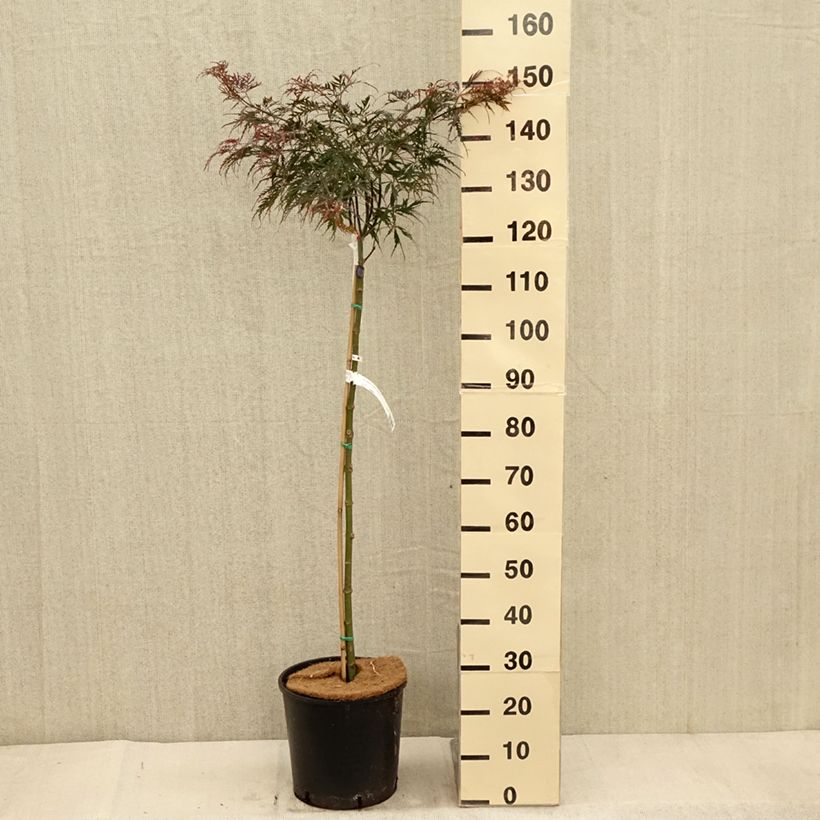 Amostra de Ácer-do-japão Dissectum Tamukeyama - Acer palmatum Vaso de 7,5 L/10 L tal como entregue no outono