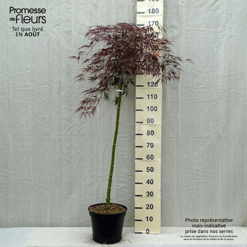 Amostra de Ácer-do-japão Dissectum Tamukeyama - Acer palmatum Vaso de 7,5 L/10 L tal como entregue no verão