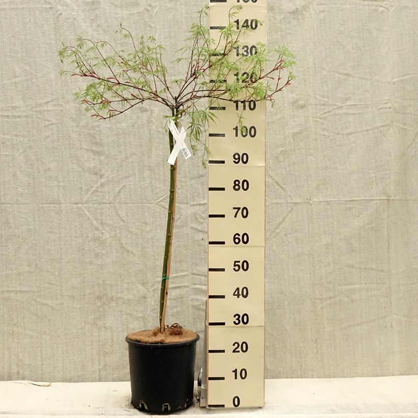 Amostra de Ácer-do-japão Dissectum Tamukeyama - Acer palmatum Vaso de 7,5 L/10 L tal como entregue na primavera
