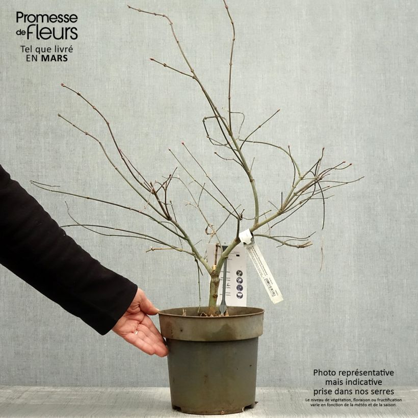 Amostra de Ácer-do-japão Dissectum Tamukeyama - Acer palmatum Vaso de 4 L/5 L tal como entregue na primavera